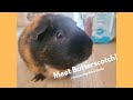 Meet Butterscotch, My Guinea Pig! Guinea Pig Care Guide