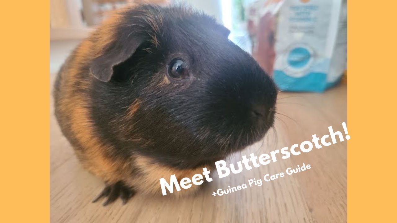 Meet Butterscotch, My Guinea Pig! Guinea Pig Care Guide