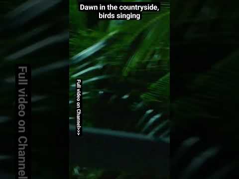 Dawn in the #countryside, #birds singing, #Brazil (ASMR)