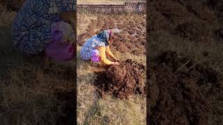 Our Buffalo Dung Making Uple