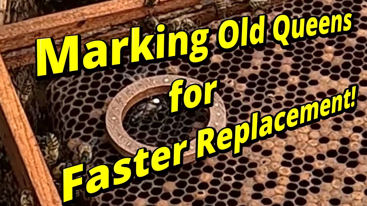 Marking Old Queens for Faster Replacement