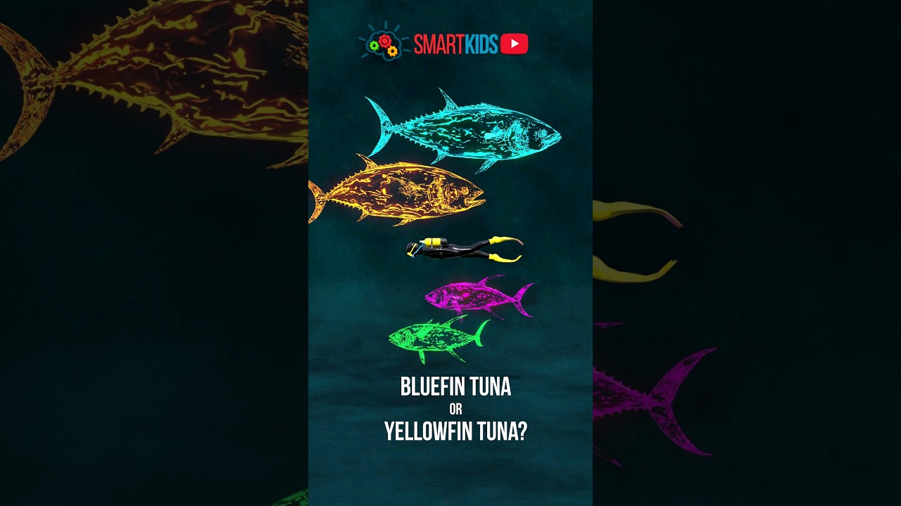 🐟 Which tuna is bigger: bluefin tuna or yellowfin tuna?