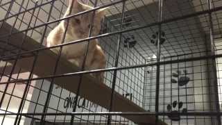 Welland Humane Society