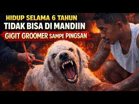 SELAMA 6 TAHUN AKHIRNYA MANDI‼️PERNAH GIGIT GROOMER SAMPE PINGSAN‼️