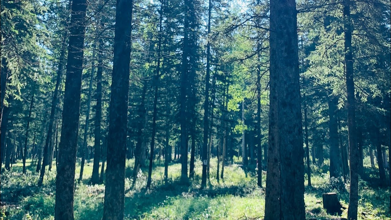 Athabasca riverfront walking trail Hinton, Alberta, Canada YouTube