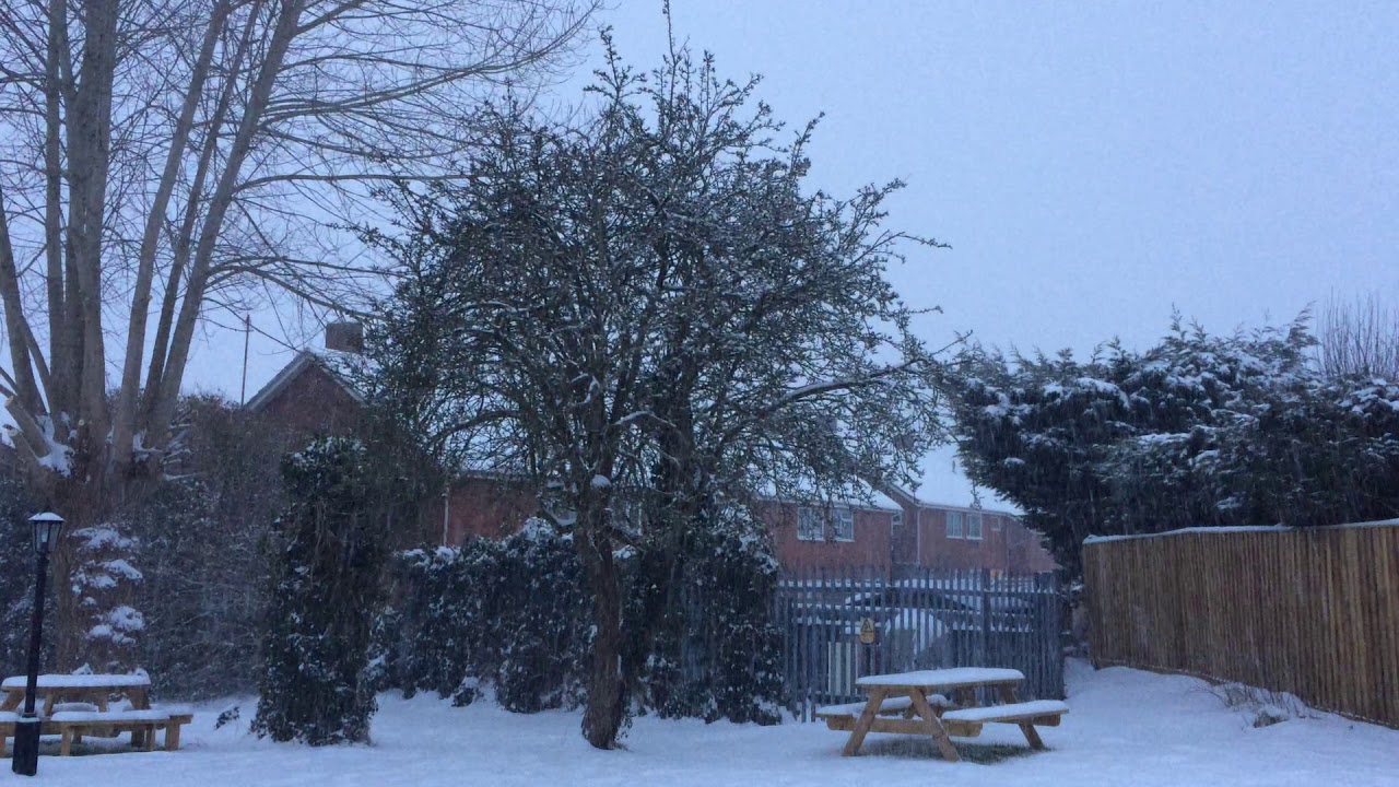 Common Hawthorn (Crataegus monogyna) - tree in the snow - March 2018