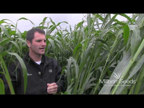 Video: Sorghum Grass Information: Kawm Txog Sorghum Grass Seed