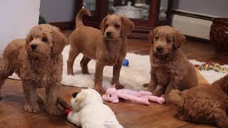 Double Doodle Puppies For Sale