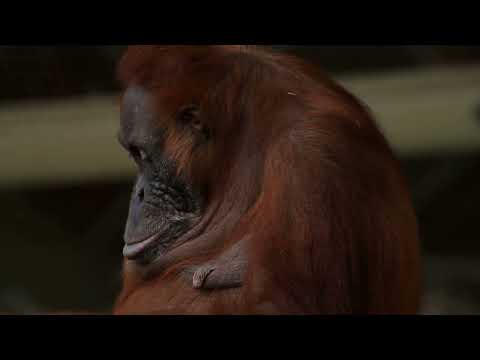 Top 5 Most Endangered Animals in the World According to AI - YouTube