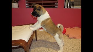 Akita puppy - 10 week old American Akita - CODY - Puppy Classes - 01