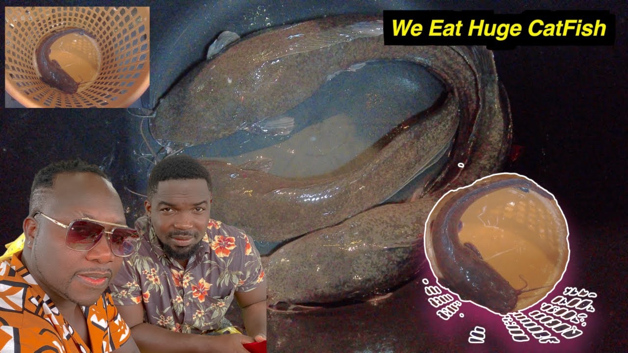 GRILLED CATFISH HOW TO EAT HUGE GRILLED CATFISH GHANA STREET FOOD