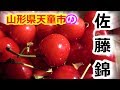 すっごい甘いさくらんぼ！赤いルビー「佐藤錦」 - 天童市のふるさと納税返礼品