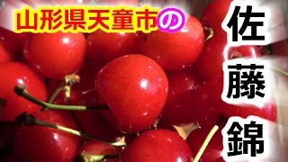すっごい甘いさくらんぼ！赤いルビー「佐藤錦」 - 天童市のふるさと納税返礼品