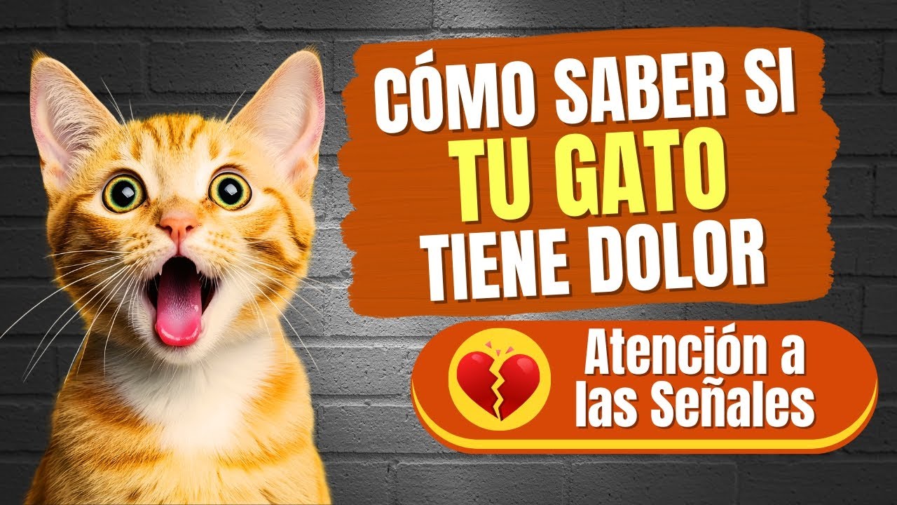 Cómo saber si tu gato tiene dolor | Señales ocultas que casi nadie nota 🐱💔