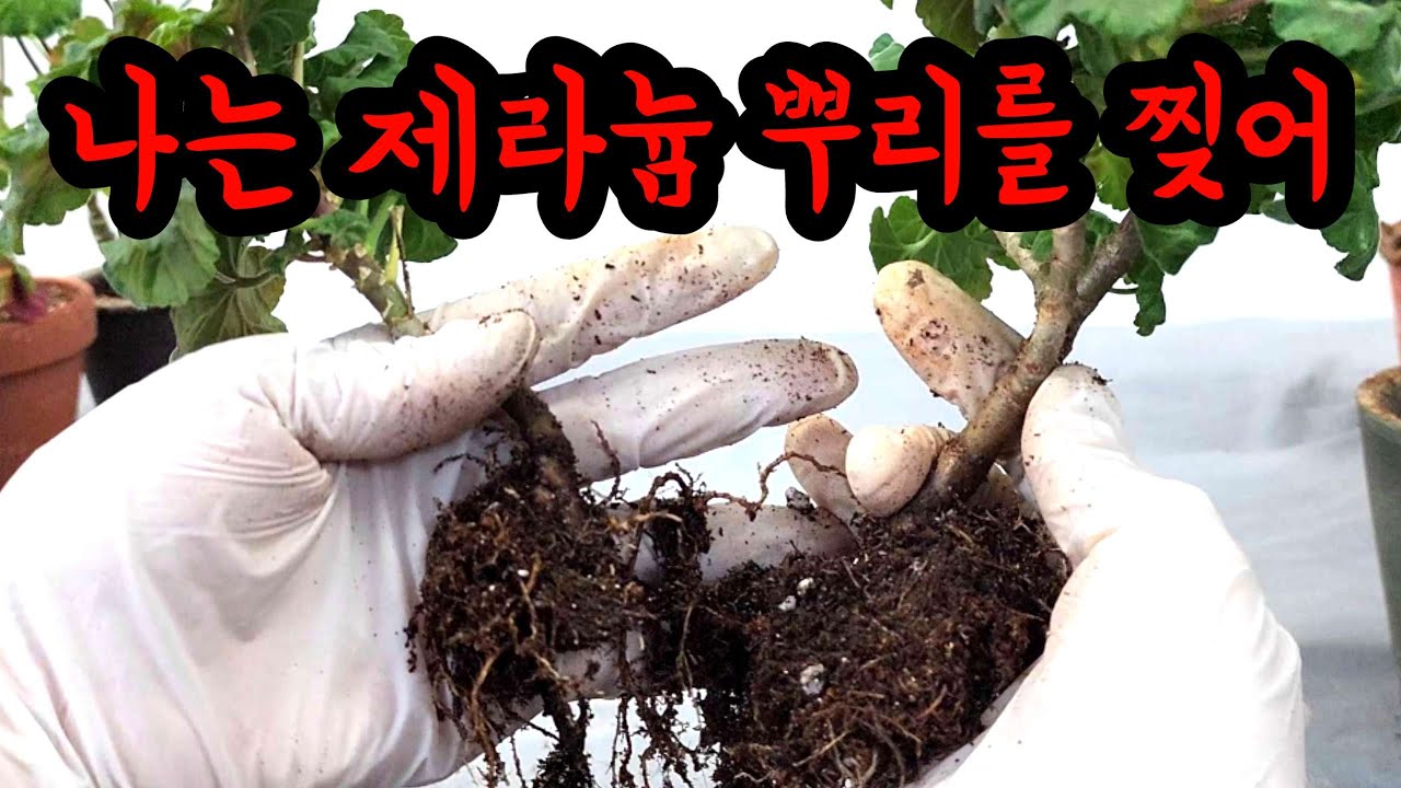 [4K] 제라늄 분신술!!! 하나가 둘이 되고 셋이 되는 삽목보다 간편한 제라늄 늘리기~ #제라늄 #pelargonium