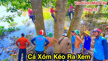 Cưa Gốc Gáo 3 Thân Ở Giữa 2 Đường Điện Cưa Kỹ Thuật Cao Vua Vượn Tháp 10  Tập 50