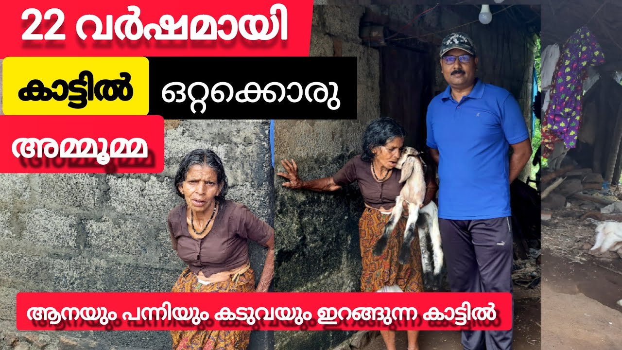 കാട്ടിൽ ഒറ്റക്കൊരു അമ്മൂമ്മ | ആടിനെ നോക്കിയും ആരും സഹായത്തിന് ഇല്ലാതെ  കാട്ടിൽ ജീവിതം|Nasar thavanur