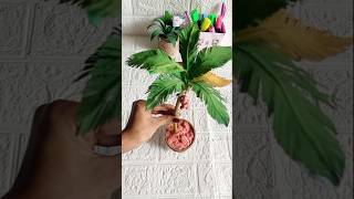 Diy Coconut tree ✨🌿#diy #craft #coconuttree #papercraft #shorts #viral #ytshorts