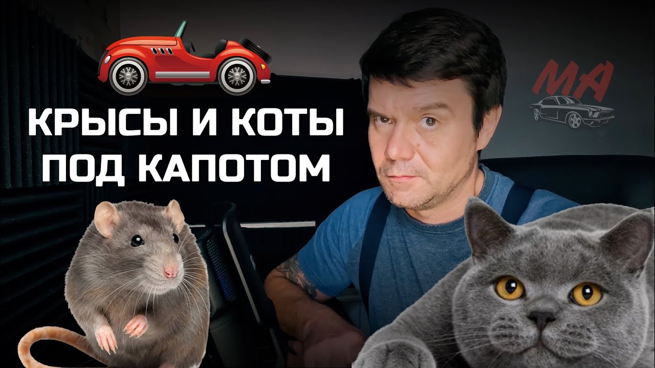 Крысы и коты под капотом автомобиля - YouTube