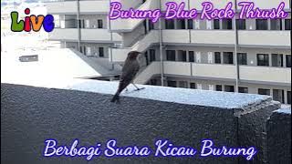 Masteran Murai batu arung/mirip kacer