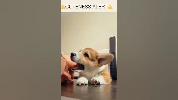 Funny dogs Reaction 😂      #shorts #funny #cute #dog #hellochaz #fyp