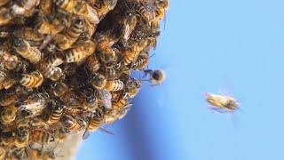 Top 10 Tips for Beekeeping | A Honeybee Heart Has Five Openings
