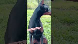 Min Pin & Doberman Dog fighting for Moms attention! #dogshorts #shorts #love