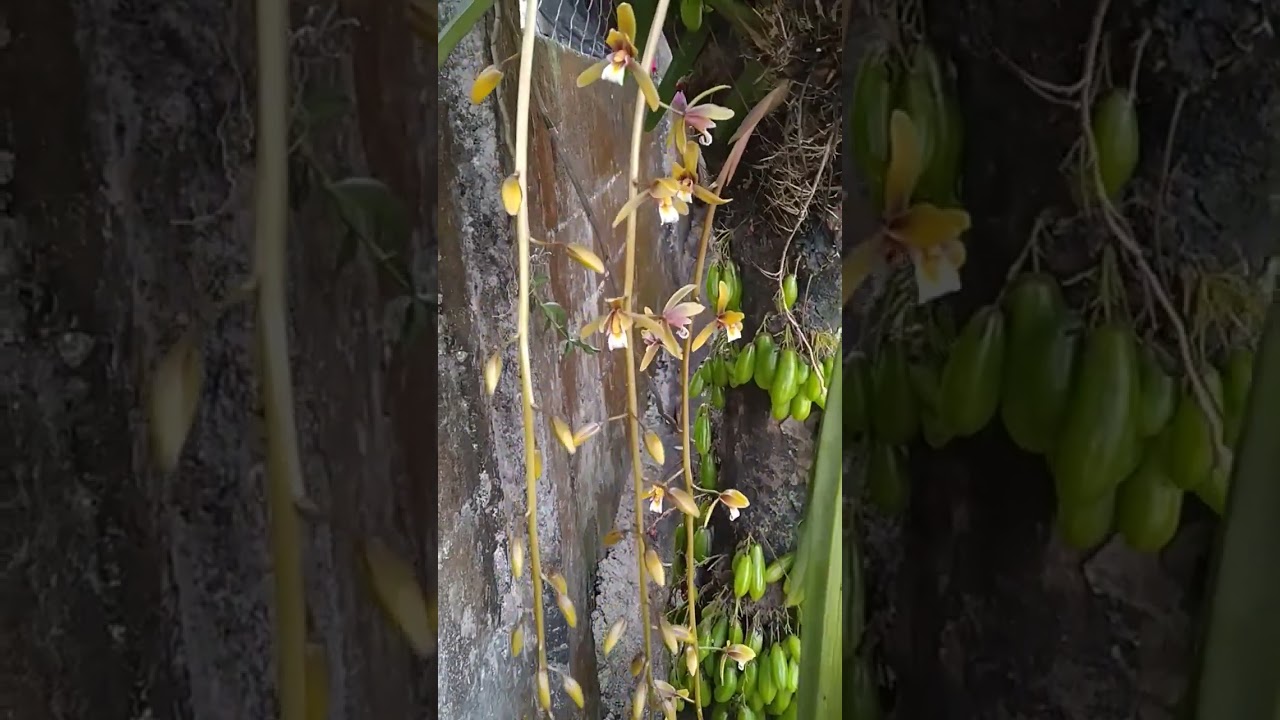 satisfying kamias and flowers 