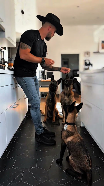 #usa๐บ๐ฒ #k9trainer #dog๐๐ #dogfinstagram #trending #trainingdogs #k9 #tactical #viralshorts #fyp