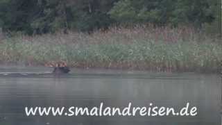 Elch schwimmt durch See am Rusken in Schweden