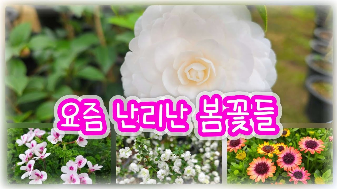 2026년 봄꽃 트렌드 🌸 난리난 꽃들의 특징과 키우는 법 총정리. #샤넬동백 #장미조팝 #옥매화 #옵투샤사랑초 #도로니쿰 #플라워러브 #은혜화훼판매장 