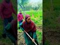 Indian Kashmir people cleaning Garden
