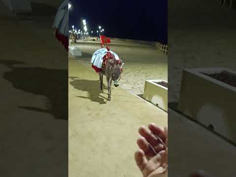 الدحيش مربي كيتصنث اللهم بارك احسان حمار في العالم