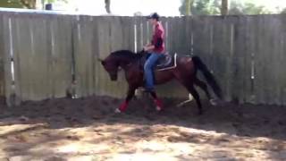 Kaynin Z, 3rd time under saddle