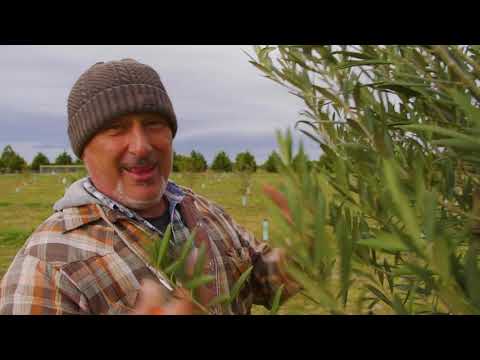 Pruning olive trees