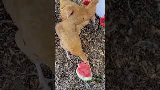 Feeding Watermelon To Our Buff Orpington Chickens #youtubeshorts #bufforpington #chickens