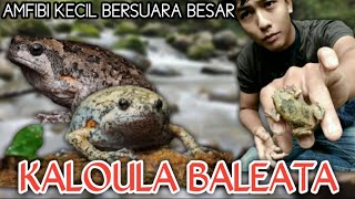 Kaloula Baleata | the little frog has a big voice