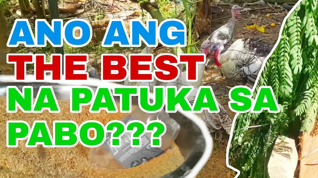 ANG PAKAIN KO SA AKING MGA PABO | TANONG MO SAGOT KO