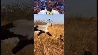 The bird that hunts cobras for breakfast. 🦅#SecretaryBird #Wildlife #NatureIsMetal #AnimalAttacks