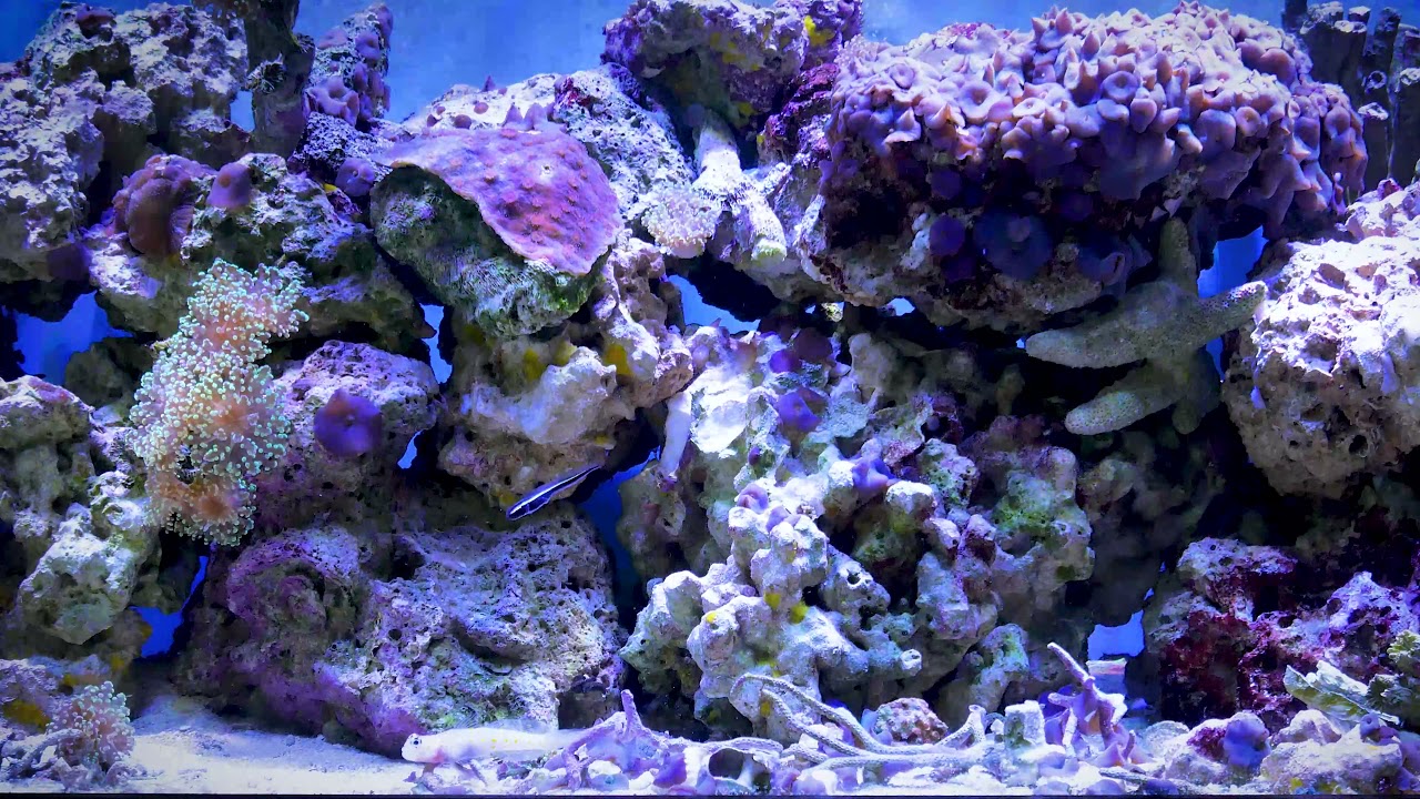 6 minutes saltwater aquarium background with sound