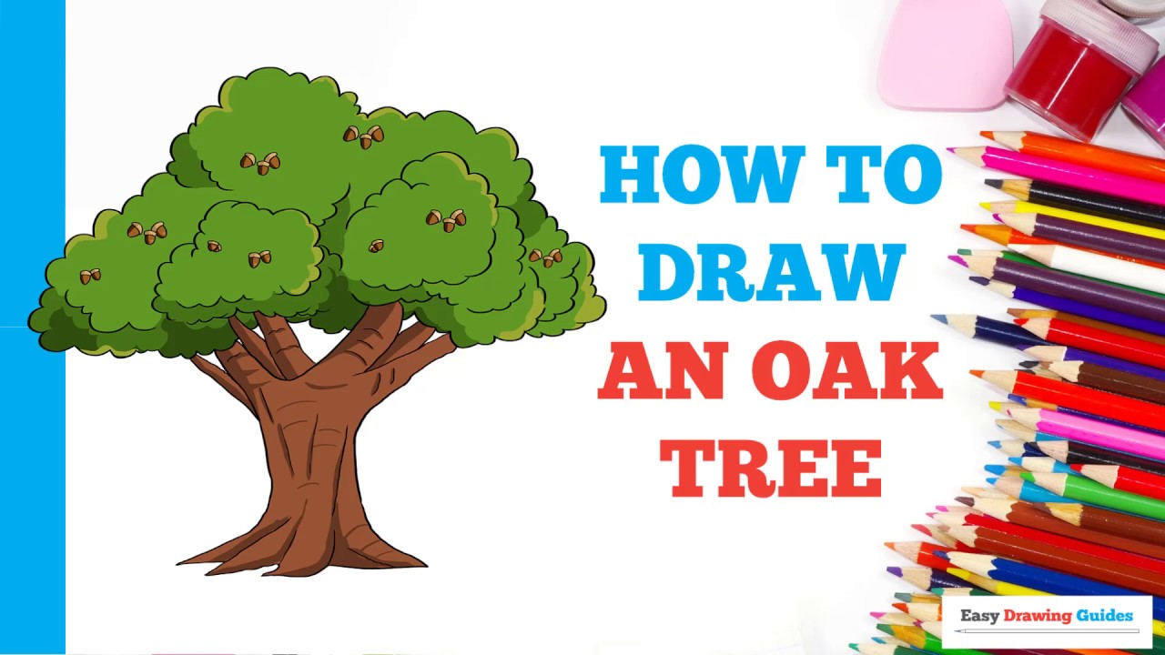 Big Oak Tree Drawing