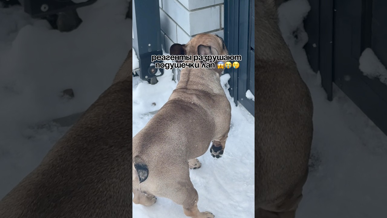 Я мою таким мылом после прогулок: артикул 