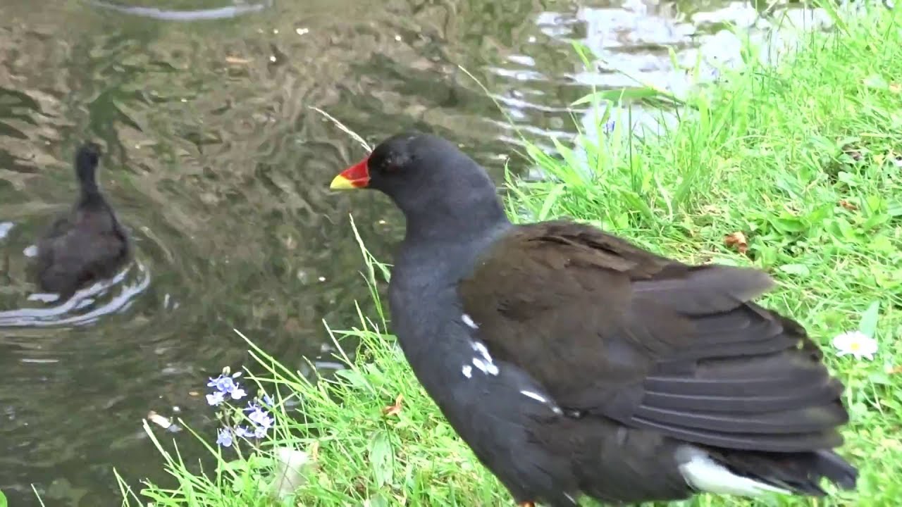 Moorhen YouTube