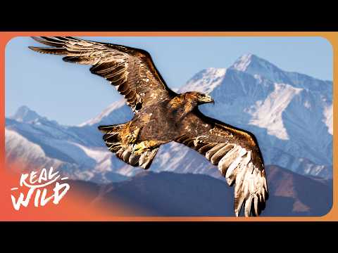 This Deadly Eagle Eats 500 Snakes A Year documentary thumbnail