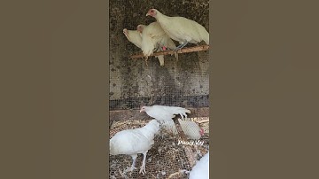 White Bantam Phoenix Qaib Dib Tw Ntev #reels #shorts #chickens #Rooster #poultry #bird #fowl #ayam