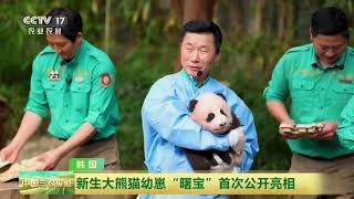 [中国三农报道]韩国 新生大熊猫幼崽“曙宝”首次公开亮相 | 农业致富经 Agriculture And Farming