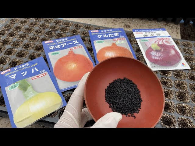 How to grow onions and seedlings from seeds 21/9/30 - YouTube