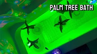 Palm Tree Themed Bath!