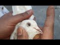 Bredeer female 1 majid pigeon care  majidpigeoncare