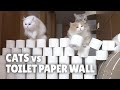 Cats vs Toilet Paper Wall | Kittisaurus